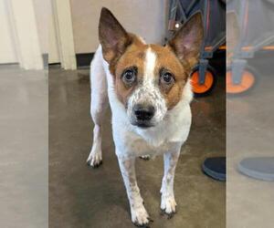 Australian Shepherd-Red Heeler Mix Dogs for adoption in Rockwall, TX, USA