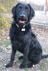 Labradoodle Dogs for adoption in Junction, TX, USA