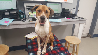 Boxer-Pointer Mix Dogs for adoption in Spokane, WA, USA