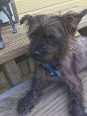 Cairn Terrier Dogs for adoption in Columbia, TN, USA