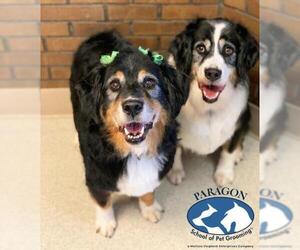 Australian Shepherd Dogs for adoption in Newaygo, MI, USA