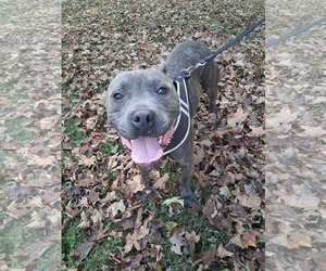 American Pit Bull Terrier-Unknown Mix Dogs for adoption in Germantown, OH, USA