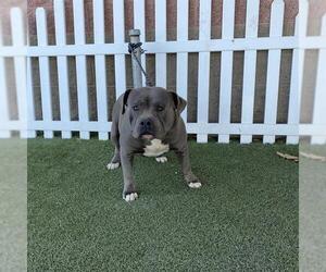 Mutt Dogs for adoption in Modesto, CA, USA