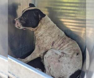 American Staffordshire Terrier-Unknown Mix Dogs for adoption in San Antonio, TX, USA
