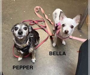 Chiweenie Dogs for adoption in Rockaway, NJ, USA