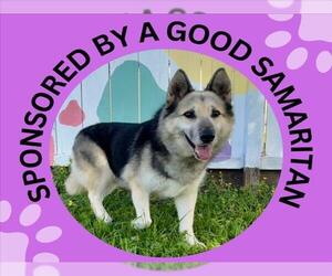 Siberian Husky-Unknown Mix Dogs for adoption in Santa Cruz, CA, USA