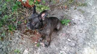 Free-Lance Bulldog Dogs for adoption in Gerrardstown, WV, USA