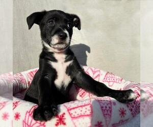 Labrador Retriever-Unknown Mix Dogs for adoption in San Diego, CA, USA