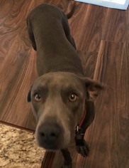 Small Blue Lacy Mix
