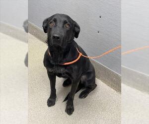 Shepradors Dogs for adoption in Las Vegas, NV, USA