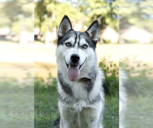 Siberian Husky Dogs for adoption in Carrollton, TX, USA