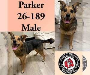 Mutt Dogs for adoption in Georgetown, KY, USA