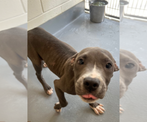 Mutt Dogs for adoption in Hilton Head, SC, USA