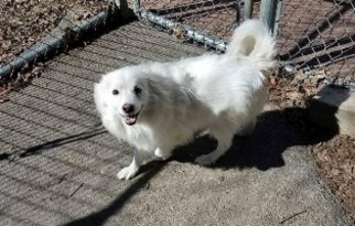 American Eskimo Dog Dogs for adoption in Menifee, CA, USA