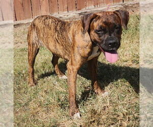 Boxer-Unknown Mix Dogs for adoption in Wetumpka, AL, USA