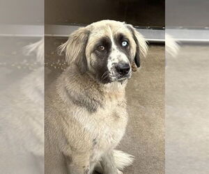 Anatolian Shepherd-Unknown Mix Dogs for adoption in San Bernardino, CA, USA