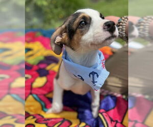 Mutt Dogs for adoption in Warrenton, VA, USA