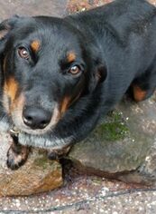 Australian Shepherd-Rottweiler Mix Dogs for adoption in Lakeport, CA, USA