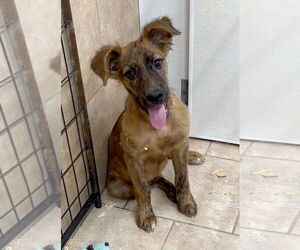 Golden Labrador Dogs for adoption in Green Forest, AR, USA