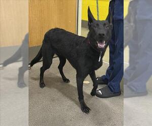 German Shepherd Dog Dogs for adoption in Forestville, MD, USA