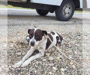 American Staffordshire Terrier-Unknown Mix Dogs for adoption in San Antonio, TX, USA