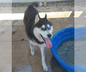 Siberian Husky Dogs for adoption in Sacramento, CA, USA