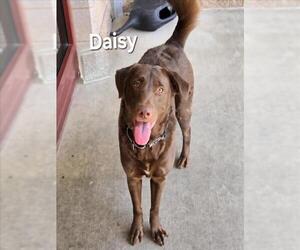 Labrador Retriever-Unknown Mix Dogs for adoption in Derwood, MD, USA