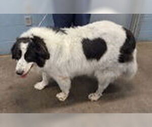Great Pyrenees-Unknown Mix Dogs for adoption in Evansville, IN, USA