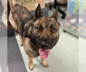 German Shepherd Dog-Unknown Mix Dogs for adoption in Santa Rosa, CA, USA