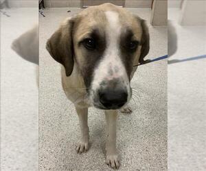 Anatolian Shepherd-Unknown Mix Dogs for adoption in Conroe, TX, USA