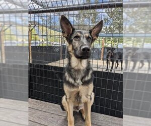 German Shepherd Dog Dogs for adoption in Frisco, CO, USA