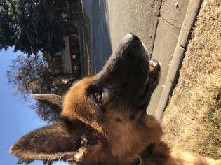 German Shepherd Dog Dogs for adoption in Hudson, CO, USA