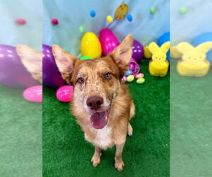 Border Collie-Unknown Mix Dogs for adoption in Bryant, AR, USA