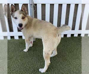 Siberian Husky-Unknown Mix Dogs for adoption in Modesto, CA, USA