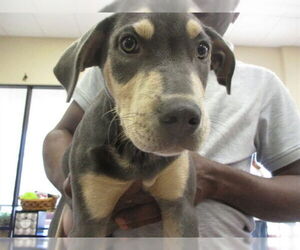 Black Mouth Cur Dogs for adoption in Ocala, FL, USA