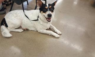 Mutt Dogs for adoption in Cleburne, TX, USA