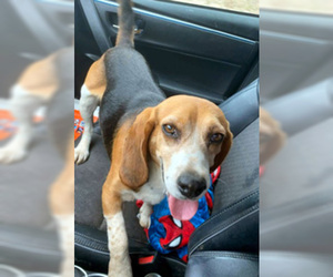 Beagle Dogs for adoption in Deepwater, NJ, USA