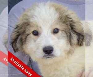 Collie-Great Pyrenees Mix Dogs for adoption in Huntley, IL, USA