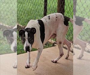 American Pit Bull Terrier Dogs for adoption in Grovetown, GA, USA