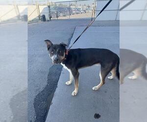 Siberian Husky Dogs for adoption in Bakersfield, CA, USA