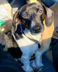Dachshund Dogs for adoption in Marrero, LA, USA