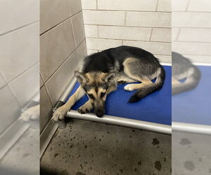German Shepherd Dog Dogs for adoption in Stockton, CA, USA