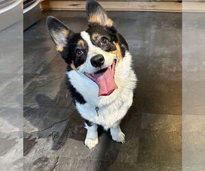 Pembroke Welsh Corgi Dogs for adoption in Denver , CO, USA