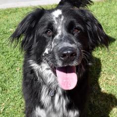 Australian Shepherd-Unknown Mix Dogs for adoption in San Diego, CA, USA