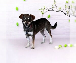 Chihuahua Dogs for adoption in Menifee, CA, USA