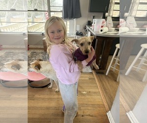 Mutt Dogs for adoption in Stratham, NH, USA