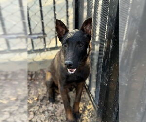 Mutt Dogs for adoption in Riverside, CA, USA