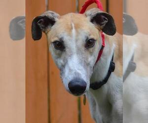 Greyhound Dogs for adoption in Minneapolis, MN, USA