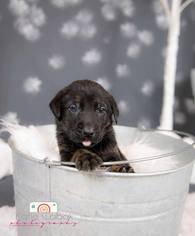 Shepradors Dogs for adoption in Princeton, MN, USA