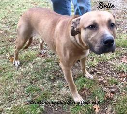 Small American Pit Bull Terrier-Black Mouth Cur Mix
